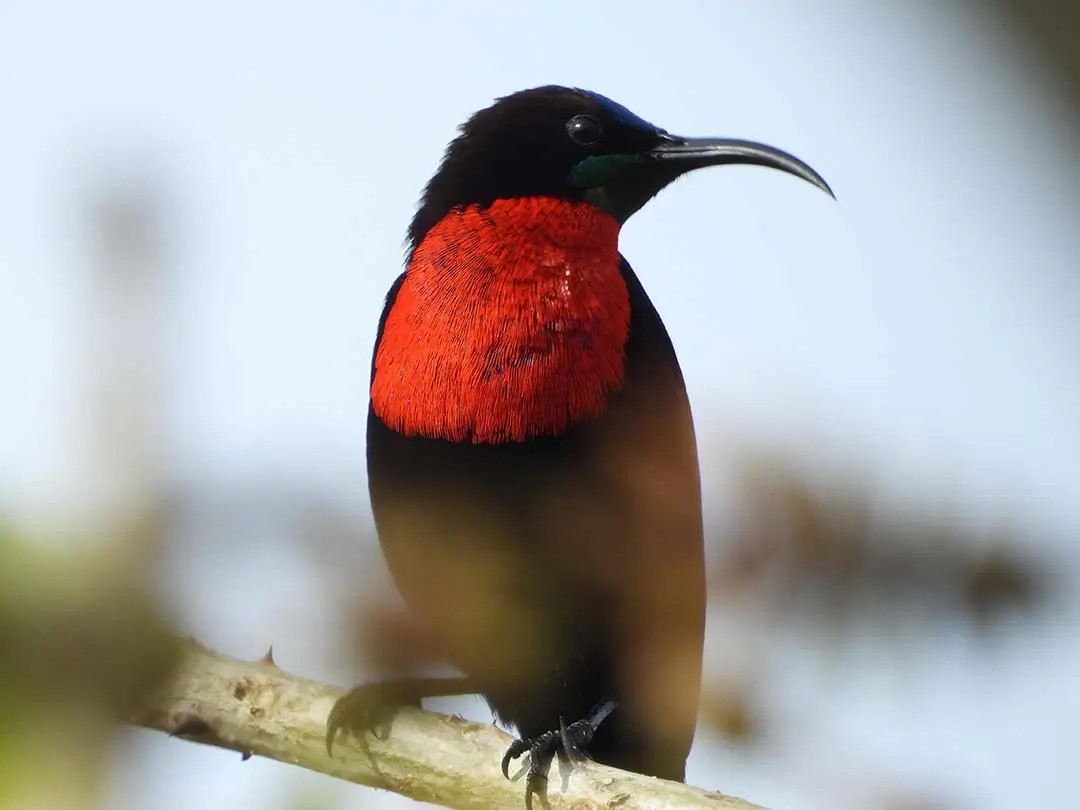 Scarlet-chested sunbird